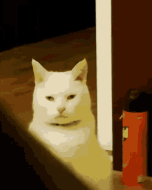Cat Staring GIF - Cat Staring Stare GIFs