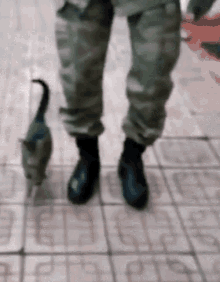 A Cat Raised In The Army GIF - A Cat Raised In The Army GIFs
