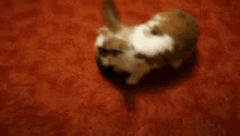Bunny Funny GIF - Bunny Funny Play GIFs