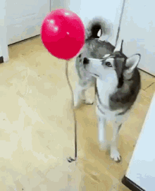 dog balloon