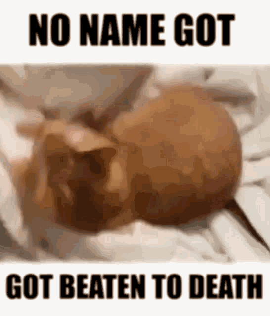 Chat Chat Roux Gif Chat Chat Roux Beaten To Death Discover Share Gifs