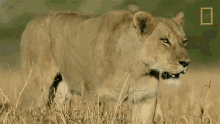 Angry Lion Savage Kingdom GIF - Angry Lion Savage Kingdom Growling Lion GIFs