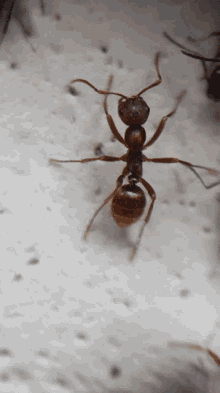 Polyergus Ants GIF - Polyergus Ants Antkeeping GIFs