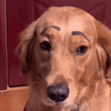 Eyebows Dog GIF - Eyebows Dog Dog Eyebows GIFs
