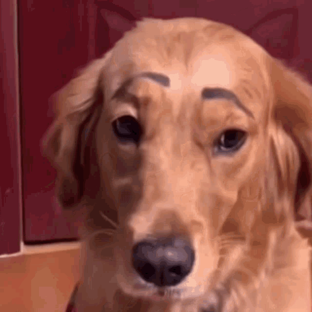 Eyebows Dog GIF - Eyebows Dog Dog Eyebows GIFs, Animal Gif