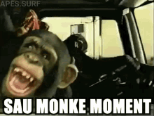 Sau Ape GIF - Sau Ape Monke GIFs
