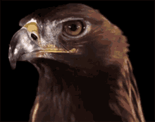 Adler Bird GIF - Adler Bird Nature GIFs