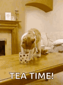 Tea Tea Cup GIF - Tea Tea Cup Cat Drinking Tea GIFs
