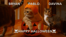 Pumpkin Halloween GIF - Pumpkin Halloween Cat GIFs