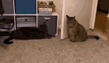 No Cat GIF - No Cat Disgusted GIFs