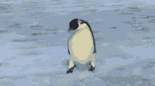 Well That Sucks Lolol GIF - Well That Sucks Lolol Penguin GIFs