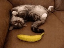 cat surprised banana funny animal scared