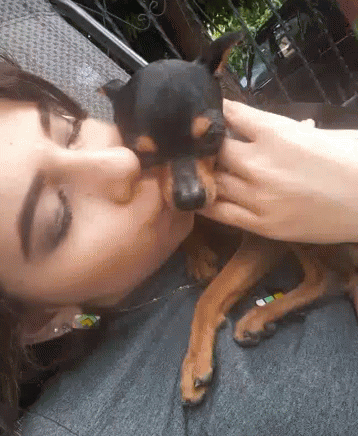 Bebe Dog Gif Bebe Dog Discover Share Gifs Bebe Dog Gif Bebe Dog Discover Share Gifs
