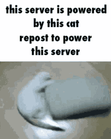 Cat Meme GIF - Cat Meme Stolen Meme GIFs
