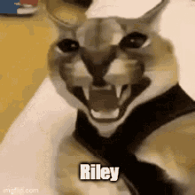 Riley Carcal GIF - Riley Carcal GIFs