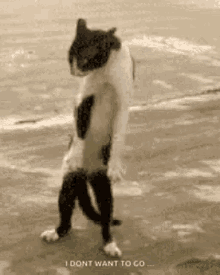 Cat Dance GIF - Cat Dance Crazy GIFs
