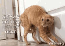Scared Cat Alarmed GIF - Scared Cat Alarmed Nervous GIFs