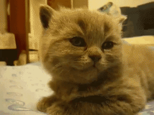 good-night-cat.gif