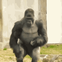 Gorilla Dance GIF - Gorilla Dance Animal GIFs