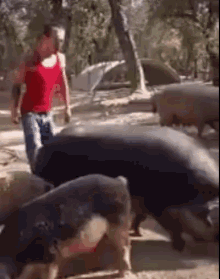 Pig Riding A Pig GIF - Pig Riding A Pig Challenge GIFs
