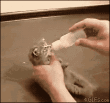 Cat Pussy GIF - Cat Pussy Baby GIFs