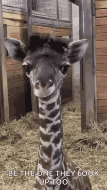 Giraffe Baby GIF - Giraffe Baby Look At You GIFs