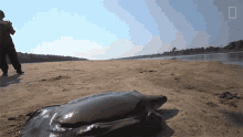 Moving Rare Giant Softshell Turtle Released Into The Wild GIF - Moving Rare Giant Softshell Turtle Released Into The Wild Slow Moving GIFs
