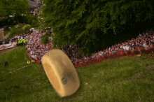 Crushed By Giant Cheese Wheel - Cheese GIF - Cheese Wheel Giant Rolling GIFs