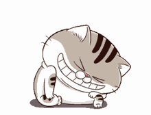 ami cute adorable cat laugh