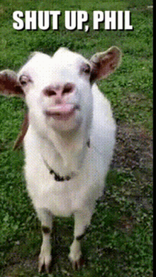 Rude Goat GIF - Rude Goat Phil GIFs
