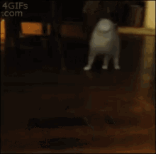 Cat Stuck GIF - Cat Stuck Head GIFs