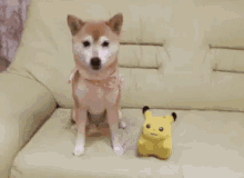 Cuccia A Cuccia Cane Cucciolo Pikachu Pupazzo Peluches Pokèmon Basta Fermo GIF - Pokemon Plushie Sit Dogs Bed GIFs
