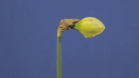 daffodil-flower.gif