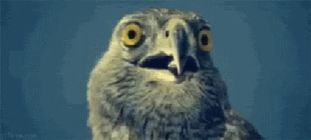 Eagle Funny Animals GIF - Eagle Funny Animals Shocked - Discover & Share  GIFs