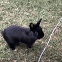 Thump Bunny GIF - Thump Bunny Rabbit GIFs