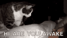 Wake Up Are You Awake GIF - Wake Up Are You Awake Cat GIFs