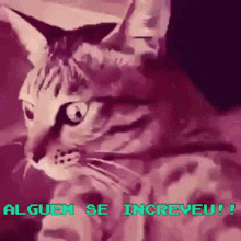 Gato Doidao Cat GIF - Gato Doidao Cat GIFs