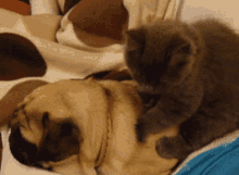 Massage Cat GIF - Massage Cat Cat Love GIFs