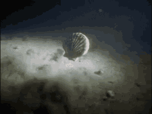 Clam Shell GIF - Clam Shell Underwater GIFs