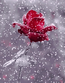 rose winter snow