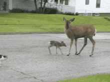 Cat And Deer GIF - Scary Animals Deer GIFs