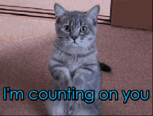 Im Counting On You Cats GIF - Im Counting On You Cats Kitten GIFs