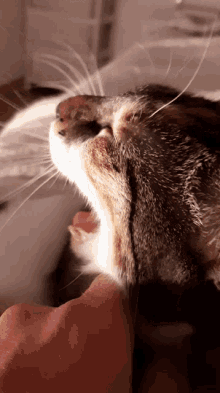 pimousse bailler chat baille fatigue