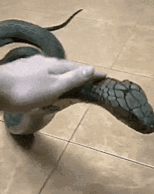 animal cobra
