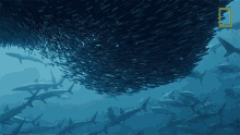 Swarm Of Sardines 50shades Of Shark GIF - Swarm Of Sardines 50shades Of Shark Swarm Of Sharks GIFs