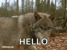 Wolf Hi GIF - Wolf Hi Hello GIFs
