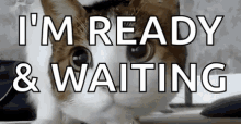 Ready Waiting GIF - Ready Waiting Cat GIFs