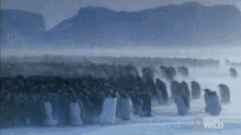Thousands Of Penguins National Geographic GIF - Thousands Of Penguins National Geographic Penguins GIFs