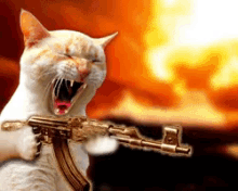 Cat With GIF - Cat With Gun GIFs
