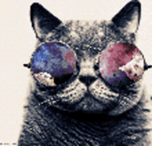 Sup Girl Cat GIF - Sup Girl Cat Galaxy Glasses GIFs